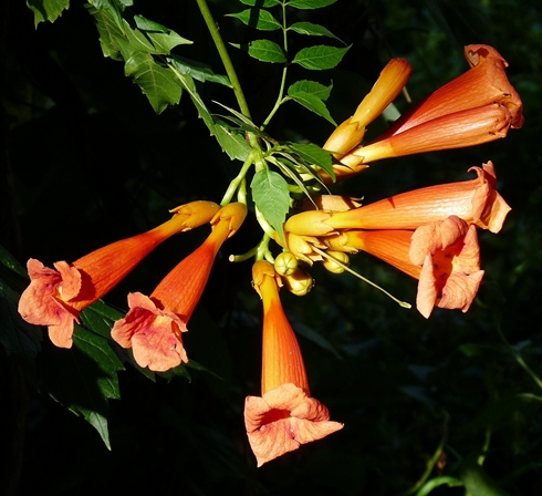 {Campsis radicans}